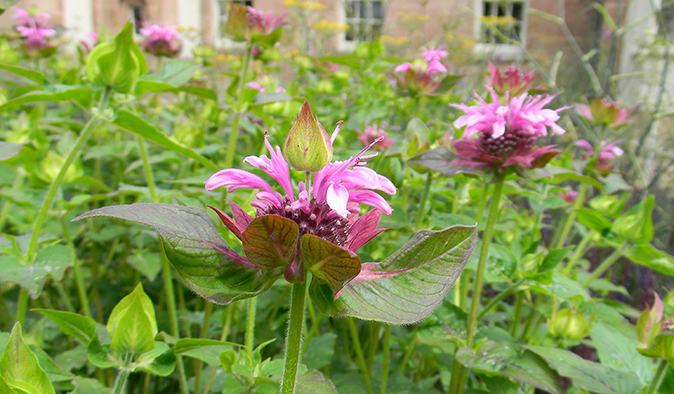 A garden design in Edinburgh